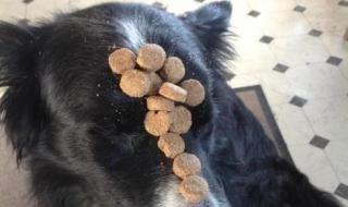 狗狗可以吃栗子吗